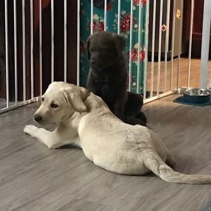 Meet your Posher, Johnnie